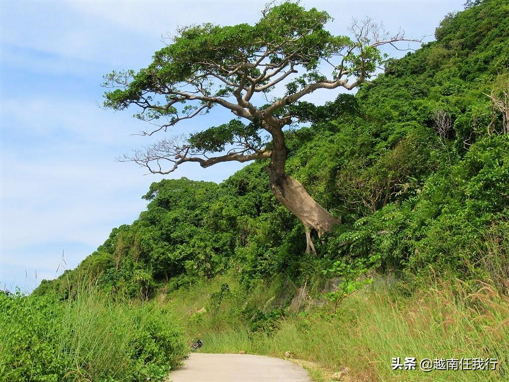 Tỷ lệ cược đua chó cao nhất tại Việt Nam